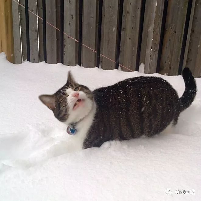 猫猫草场下雪了，我观察到的一个奇特现象