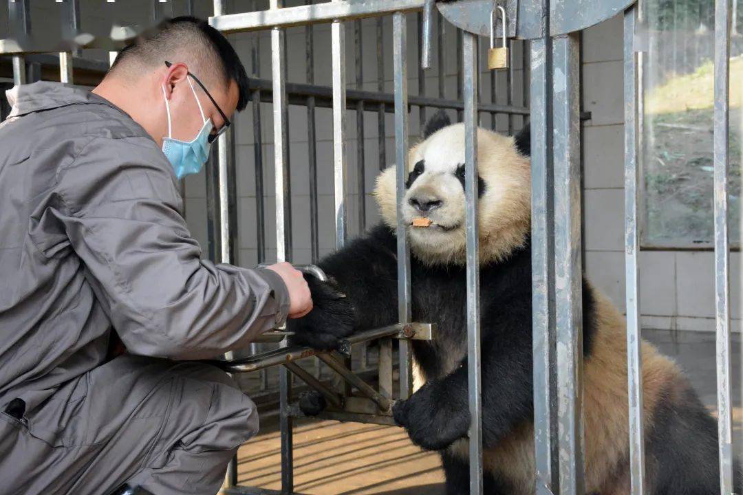 人大代表带来的熊猫猪现象火爆，背后隐藏什么秘密？澳门视角深度解读。