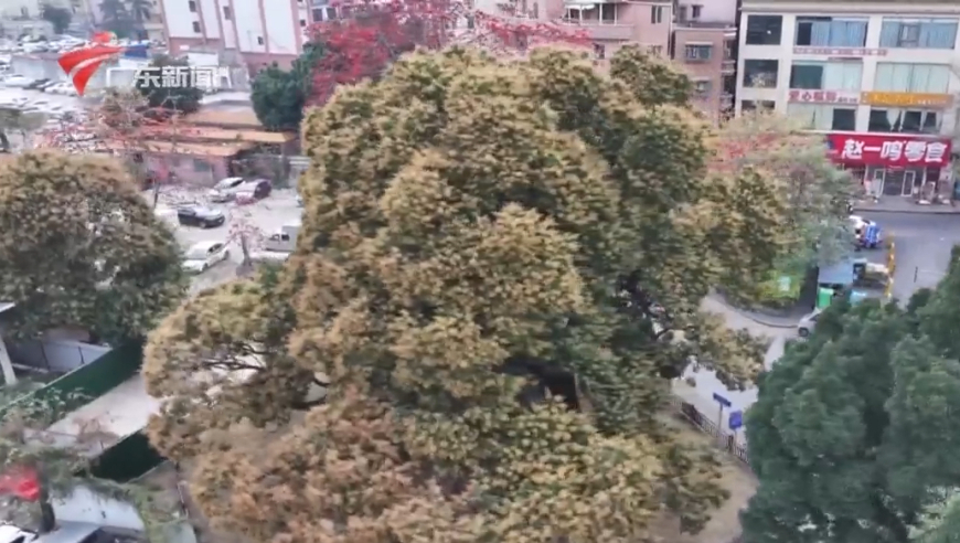 秦始皇陵甬道有日本人植树纪念碑