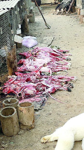 禁食用狐貉肉冒充牛羊兔肉销往多地